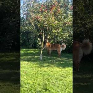 the apple thief leonberger dog