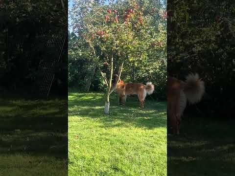 the apple thief leonberger dog