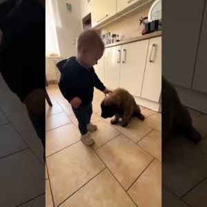 time flies so fast dog leonberger