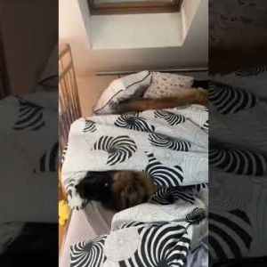 time for some sleep leonberger