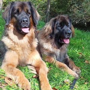 246707284 4499410766818399 n