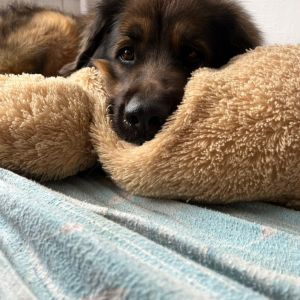 338312707 559979936200979 n