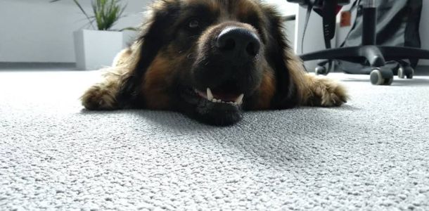 42992716 309531226268067 n