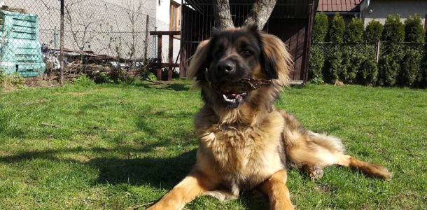 43003083 232629414271848 n