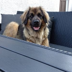 43076072 2161550617389766 n