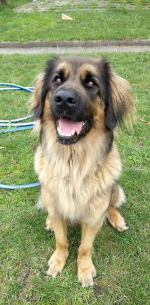 43176059 337590783469190 n