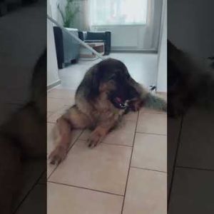 snack time leonberger dog giantdog