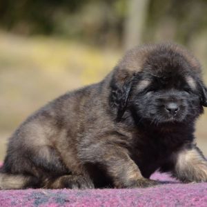 43679339 2149304558413155 o