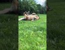 morning exercise leonberger dog