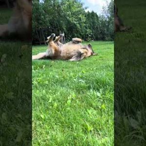 morning exercise leonberger dog