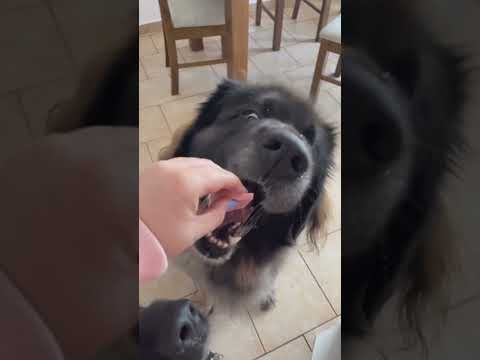 snack time for leonberger
