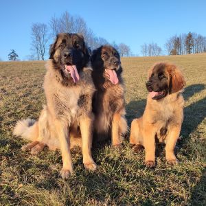 a77df403 a786 4f35 a0affc057b71b9