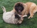 leonberger dorothy and tamina
