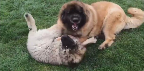 leonberger dorothy and tamina