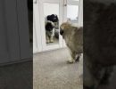 leonberger puppy and mirror