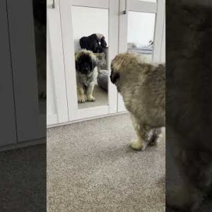 leonberger puppy and mirror