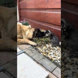 leonberger tamina has new friend