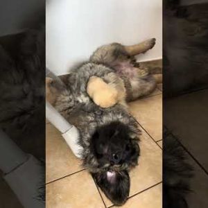 nap time leonberger puppy dog