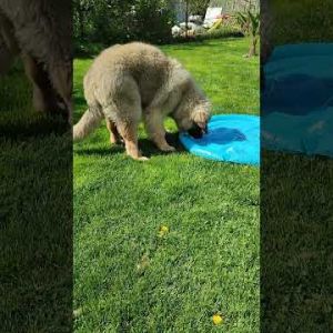 puppy leonberger and fountain