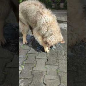 puppy leonberger and puddle shorts
