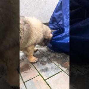 puppy power leonberger puppy dog