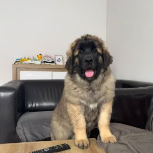 whatsapp image 2024 03 01 at.47.17