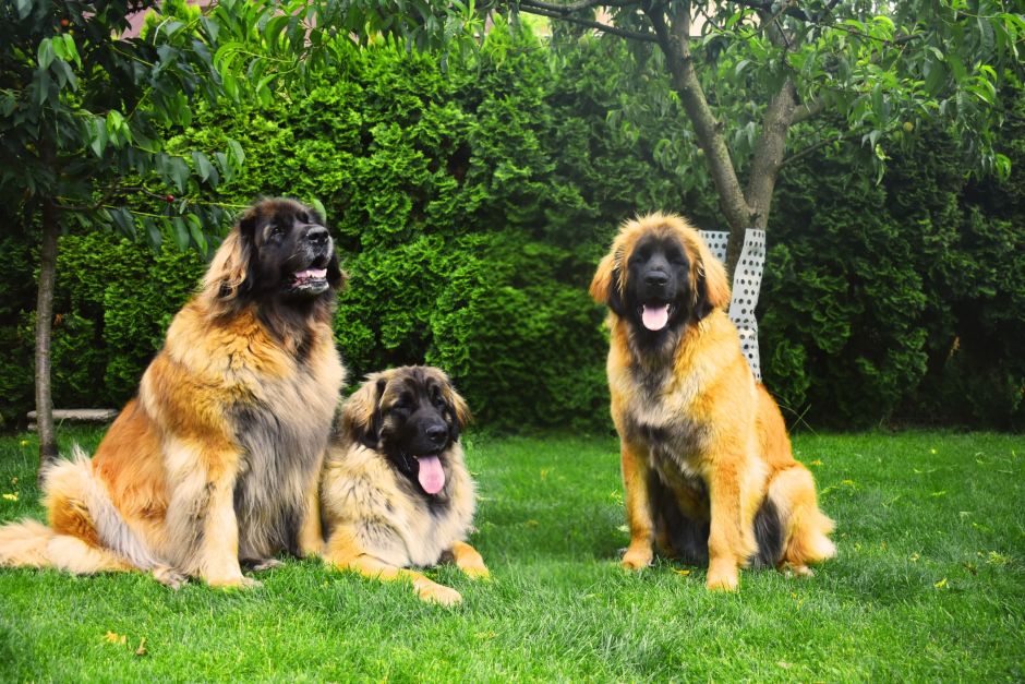 Leonberger